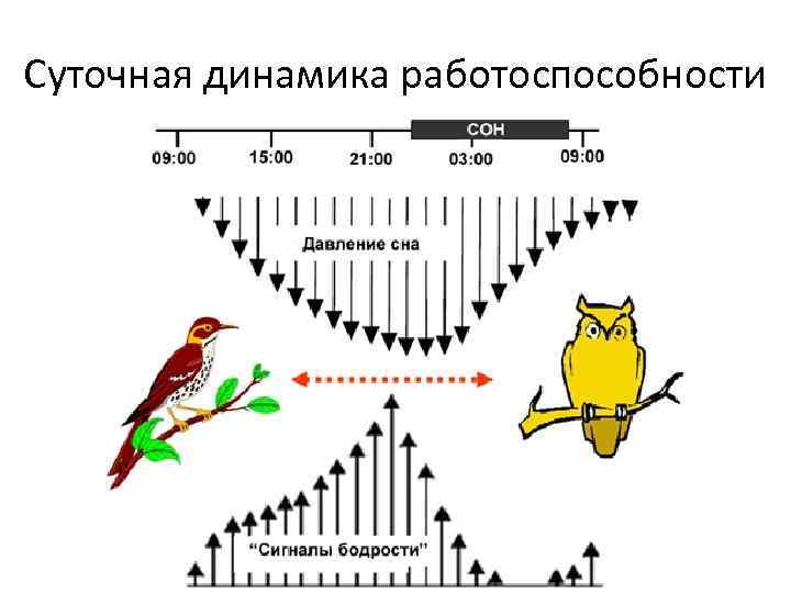 Суточная динамика работоспособности 
