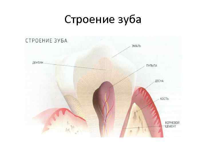 Строение зуба 