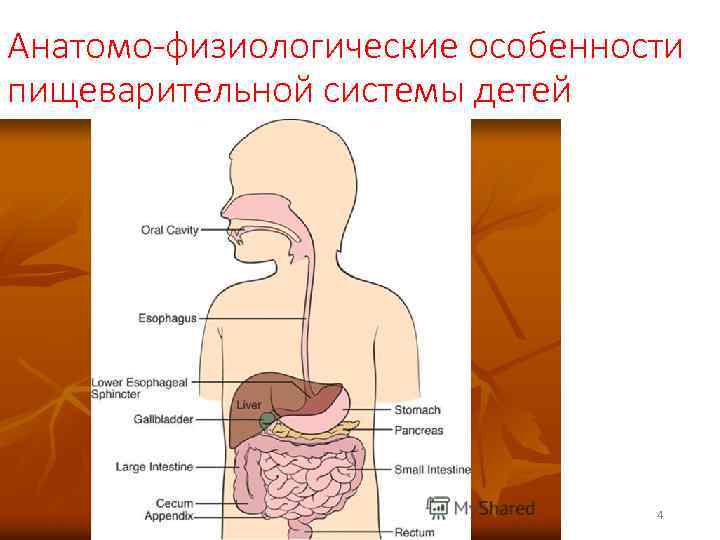 Анатомо физиологические особенности органов пищеварения презентация