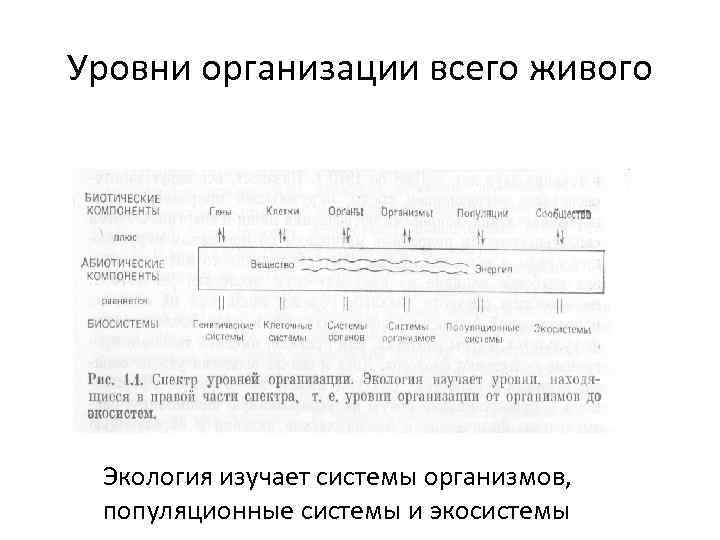 Уровни организации всего живого Экология изучает системы организмов, популяционные системы и экосистемы 