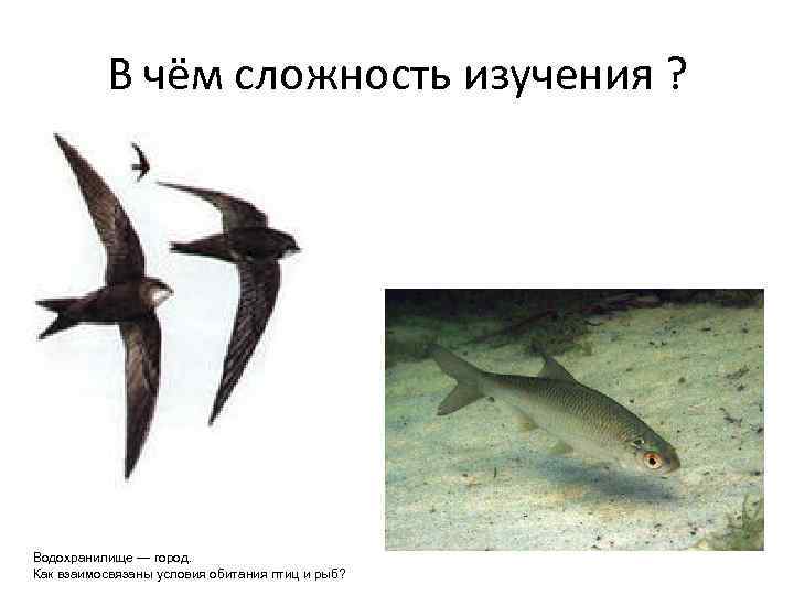 В чём сложность изучения ? Водохранилище — город. Как взаимосвязаны условия обитания птиц и