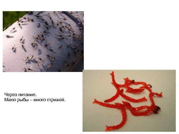 Через питание. Мало рыбы – много стрижей. 