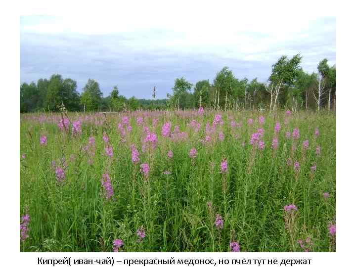 Кипрей( иван-чай) – прекрасный медонос, но пчел тут не держат 