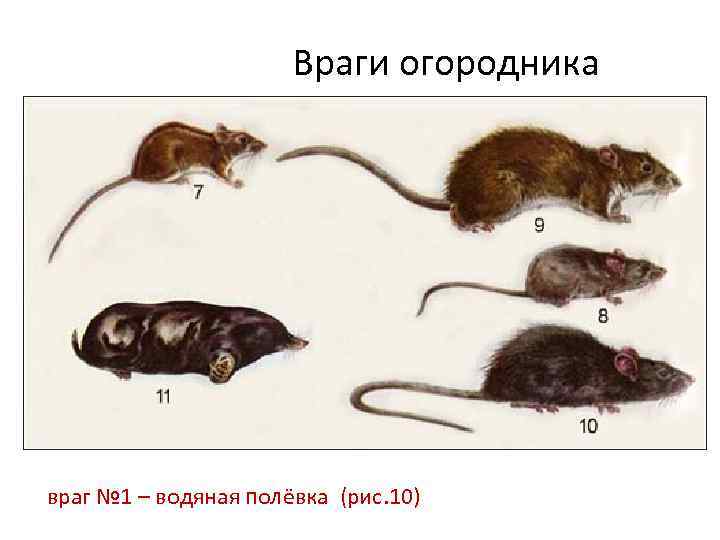 Мышата и крысята отличия фото