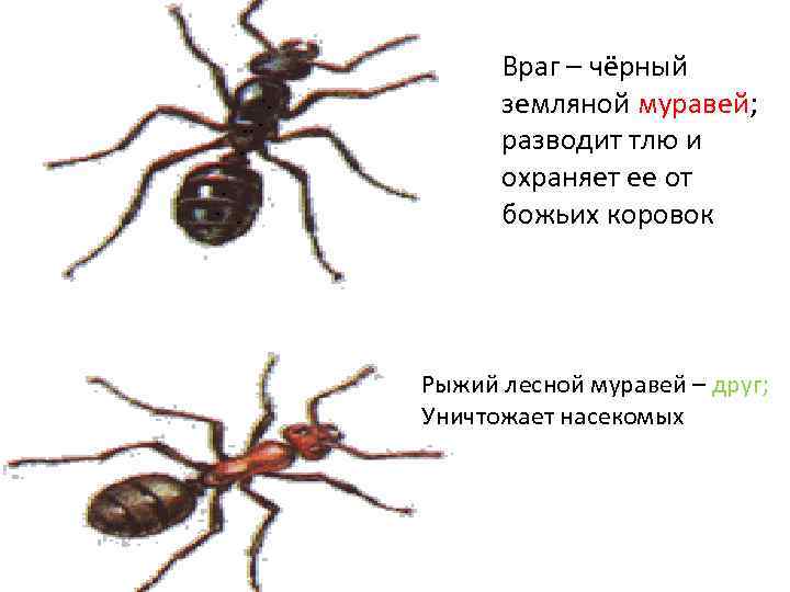 Враг – чёрный земляной муравей; разводит тлю и охраняет ее от божьих коровок Рыжий