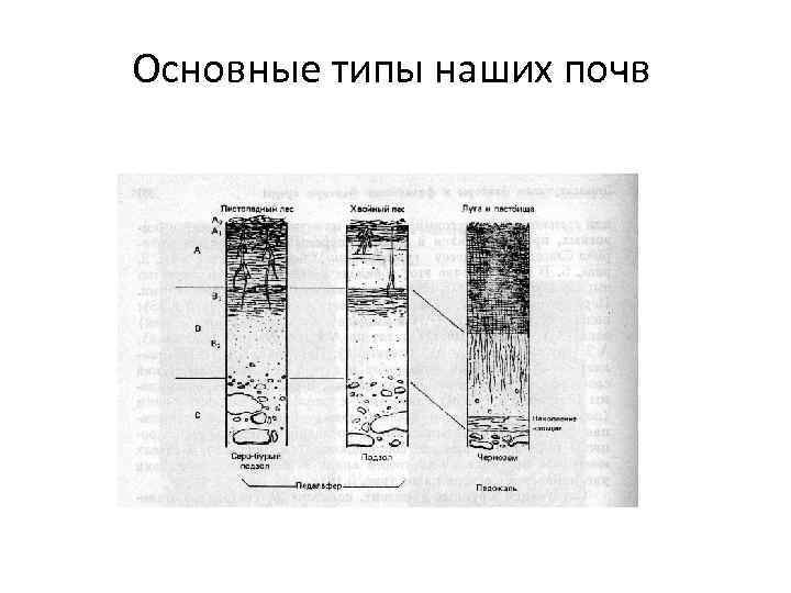 Основные типы наших почв 