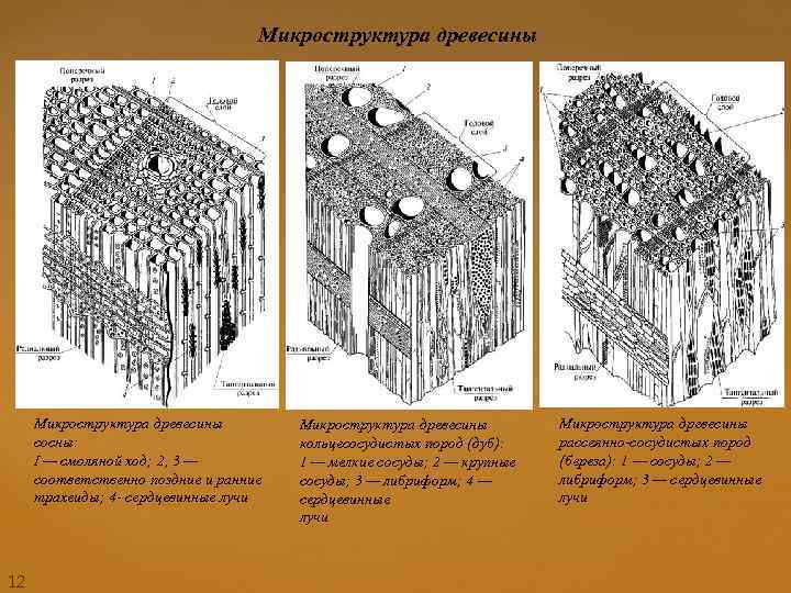 Микроструктура древесины сосны: I — смоляной ход; 2, 3 — соответственно поздние и ранние