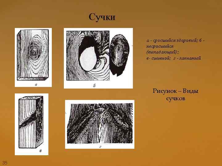 Сучки а - сросшийся здоровый; б - несросшийся (выпадающий); в- сшивной; г - лапчатый