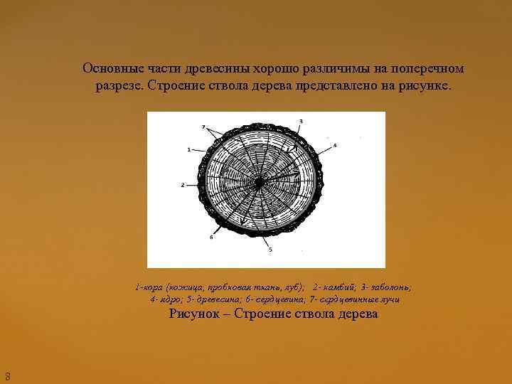 Основные части древесины хорошо различимы на поперечном разрезе. Строение ствола дерева представлено на рисунке.