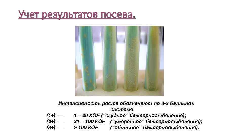 Учет результатов посева. Интенсивность роста обозначают по 3 -х балльной системе (1+) — 1