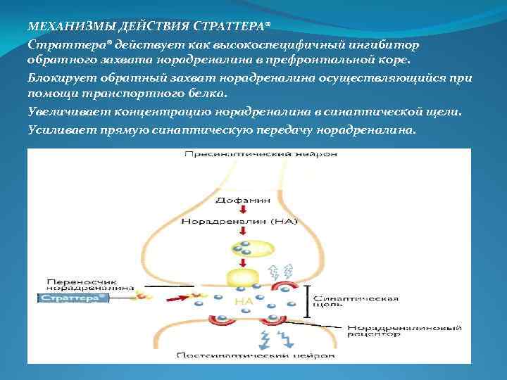 МЕХАНИЗМЫ ДЕЙСТВИЯ СТРАТТЕРА® Страттера® действует как высокоспецифичный ингибитор обратного захвата норадреналина в префронтальной коре.