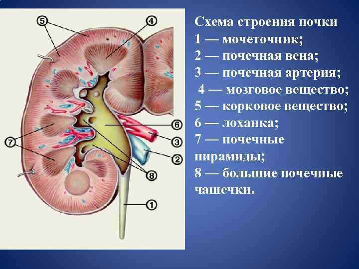 Схема строения почки 1 — мочеточник; 2 — почечная вена; 3 — почечная артерия;