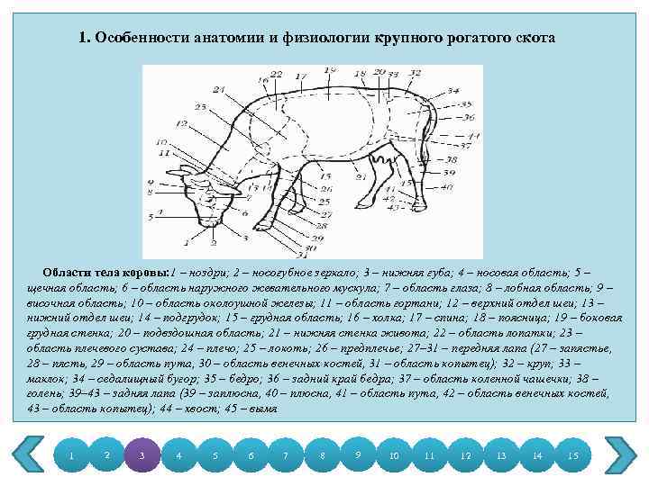 1. Особенности анатомии и физиологии крупного рогатого скота Области тела коровы: 1 – ноздри;