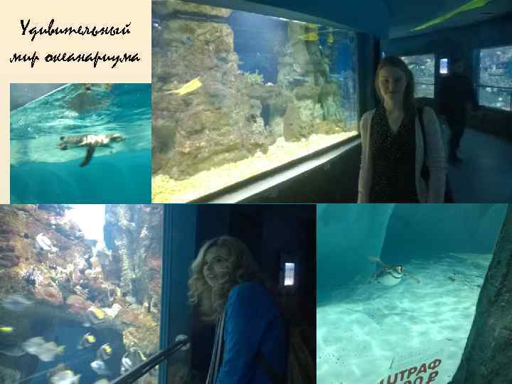 Удивительный мир океанариума 