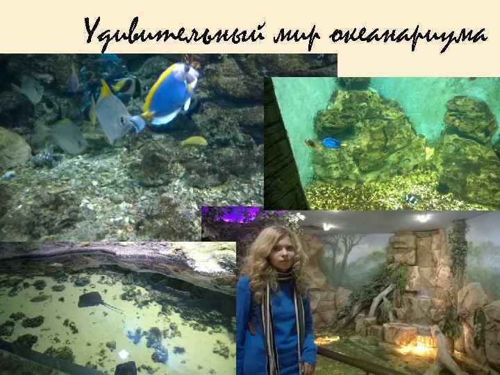 Удивительный мир океанариума 