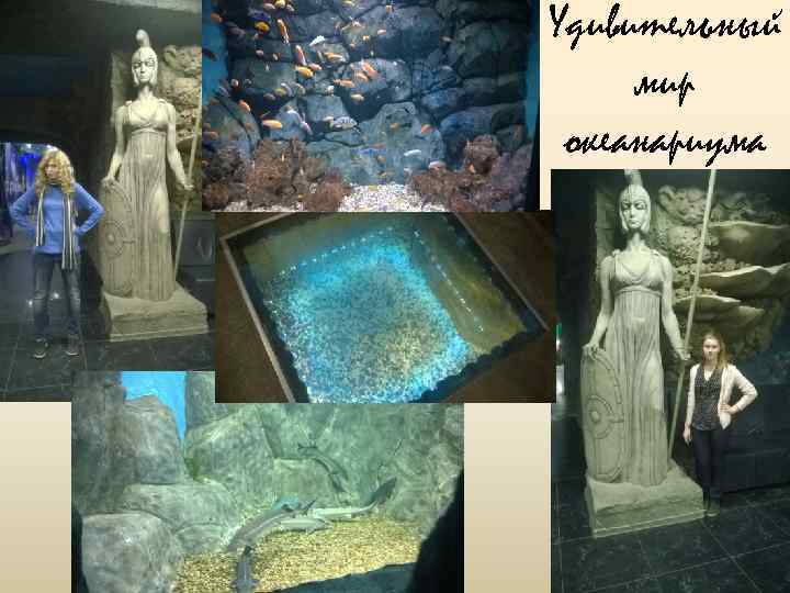 Удивительный мир океанариума 