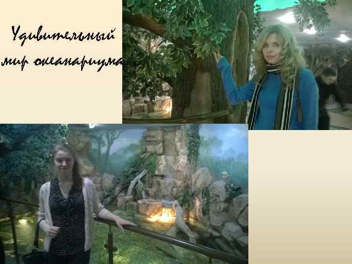 Удивительный мир океанариума 