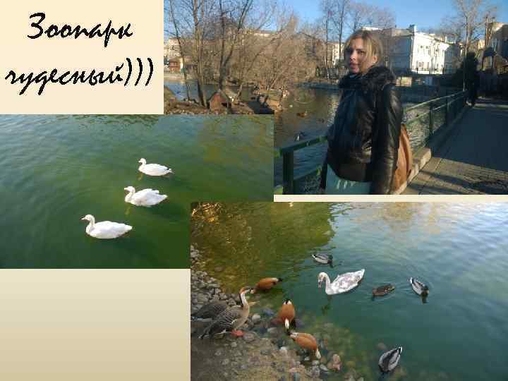 Зоопарк чудесный))) 
