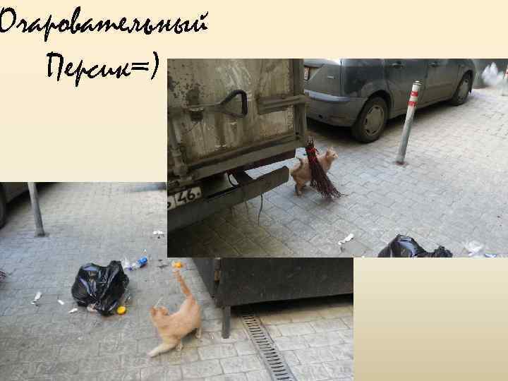 Очаровательный Персик=) 