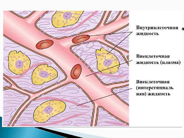 Внутрішньоклітинна Внутриклеточная 