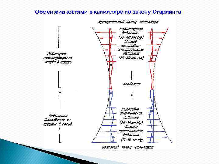 Обмен жидкостями в капилляре по закону Старлинга 