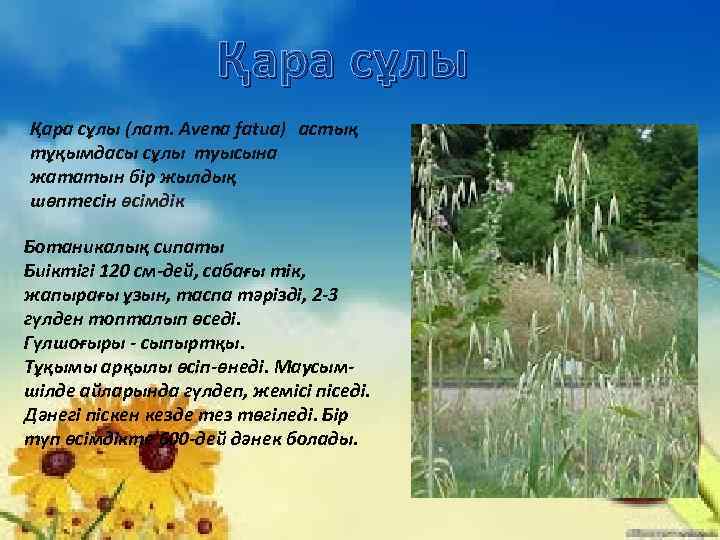 Қара сұлы (лат. Avena fatua) астық тұқымдасы сұлы туысына жататын бір жылдық шөптесін өсімдік