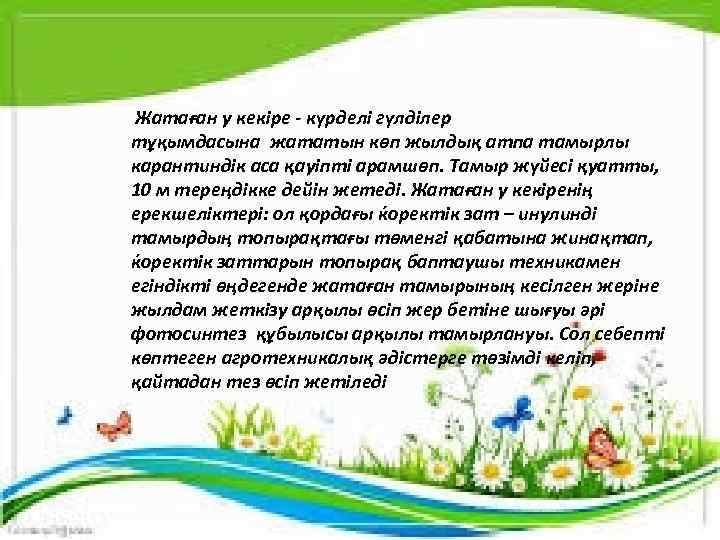  Жатаған у кекіре - күрделі гүлділер тұқымдасына жататын көп жылдық атпа тамырлы карантиндік