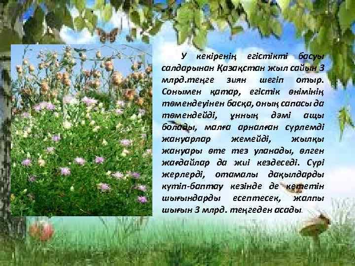  У кекіренің егістікті басуы салдарынан Қазақстан жыл сайын 3 млрд. теңге зиян шегіп