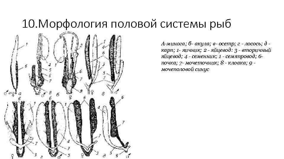 Морфология 10 класс. Половая система костных рыб. Строение половой системы рыб. Мочеполовая система костистых рыб. Половая система костистых рыб.