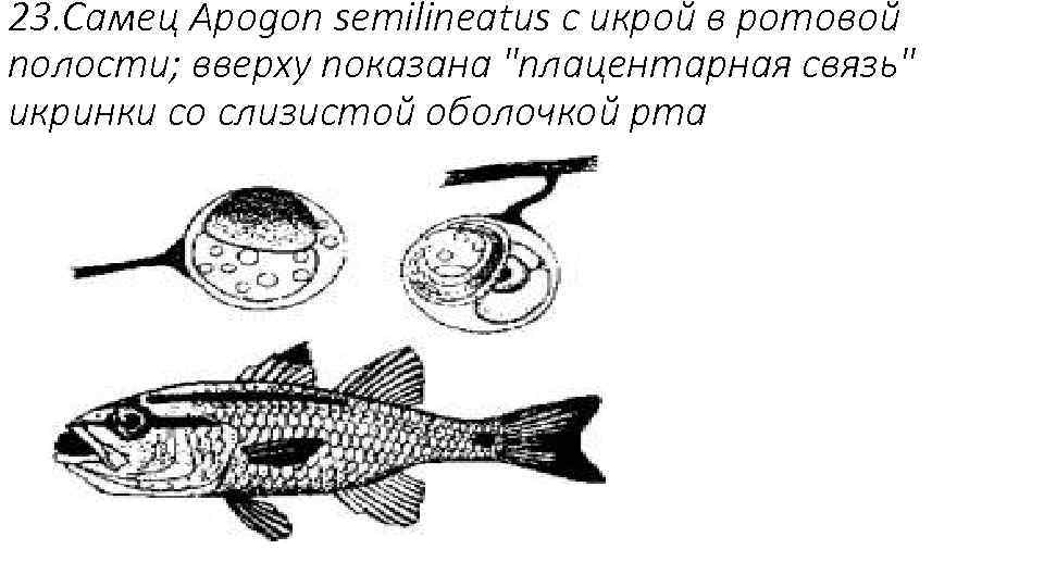 23. Самец Apogon semilineatus с икрой в ротовой полости; вверху показана "плацентарная связь" икринки