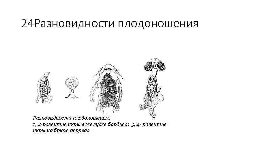 24 Разновидности плодоношения: 1, 2 -развитие икры в желудке барбуса; 3, 4 - развитие