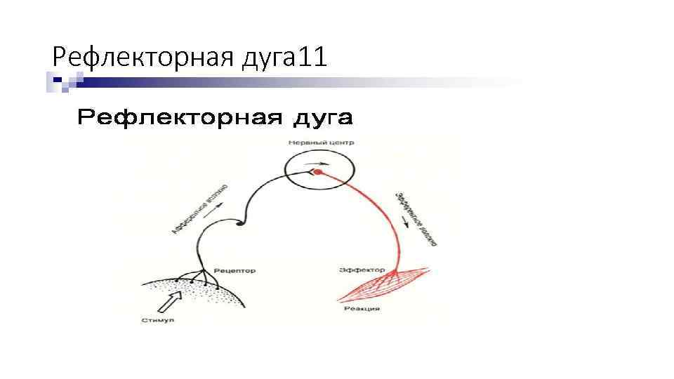 Рефлекторная дуга 11 
