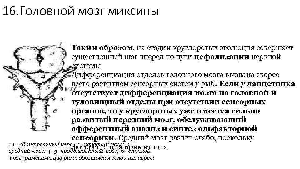 16. Головной мозг миксины Таким образом, на стадии круглоротых эволюция совершает существенный шаг вперед