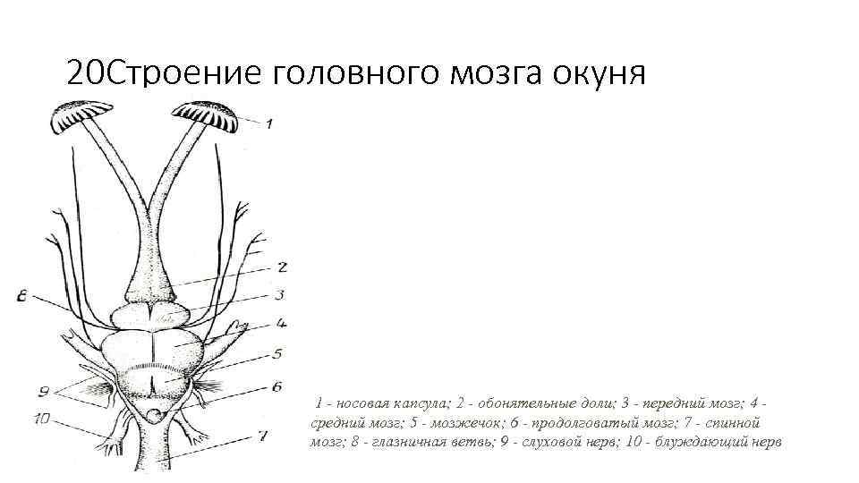 Рассмотрите рисунок головного мозга. Нервная система рыб схема. Строение головного мозга окуня. Строение нервной системы рыбы схема. Головной мозг окуня сверху.