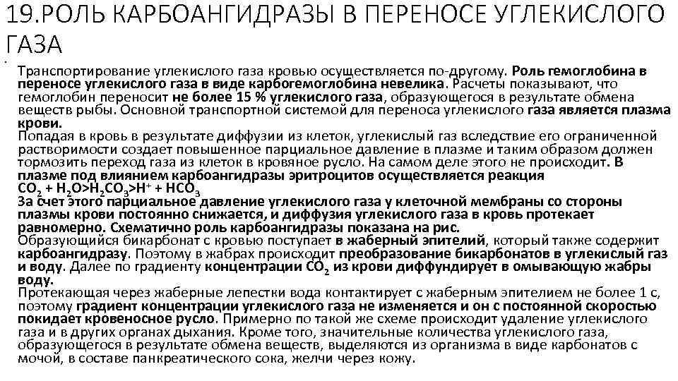 19. РОЛЬ КАРБОАНГИДРАЗЫ В ПЕРЕНОСЕ УГЛЕКИСЛОГО ГАЗА • Транспортирование углекислого газа кровью осуществляется по-другому.