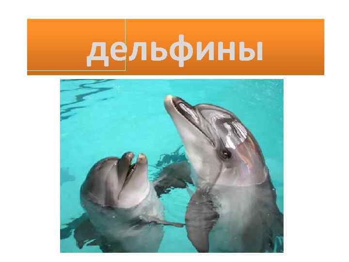дельфины 