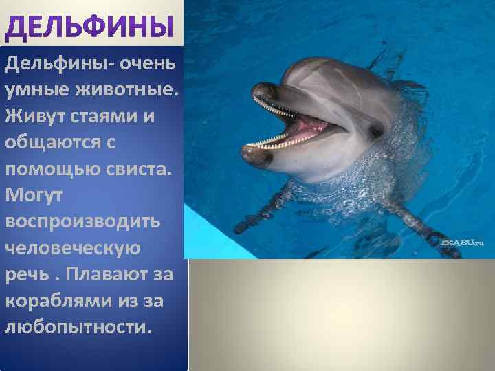 Дельфины- очень умные животные. Живут стаями и общаются с помощью свиста. Могут воспроизводить человеческую