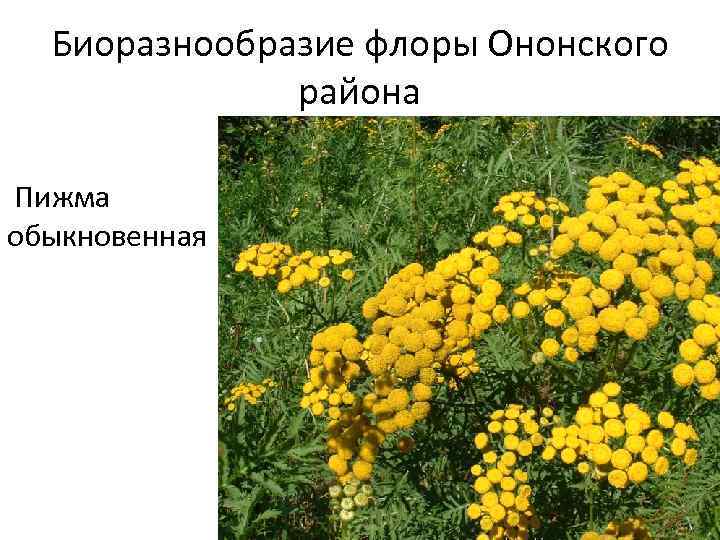 Биоразнообразие флоры Ононского района Пижма обыкновенная 