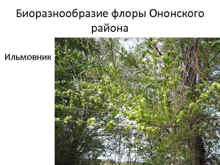 Биоразнообразие флоры Ононского района Ильмовник 