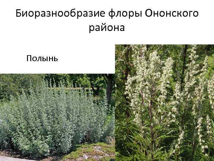 Биоразнообразие флоры Ононского района Полынь 