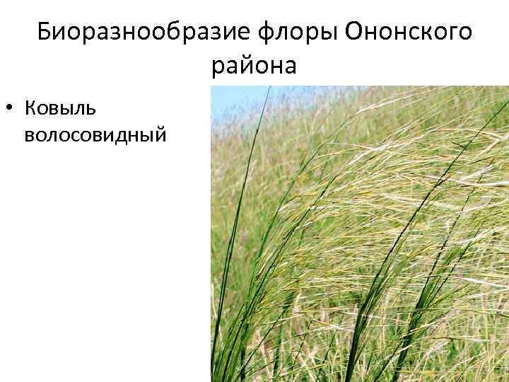 Биоразнообразие флоры Ононского района • Ковыль волосовидный 
