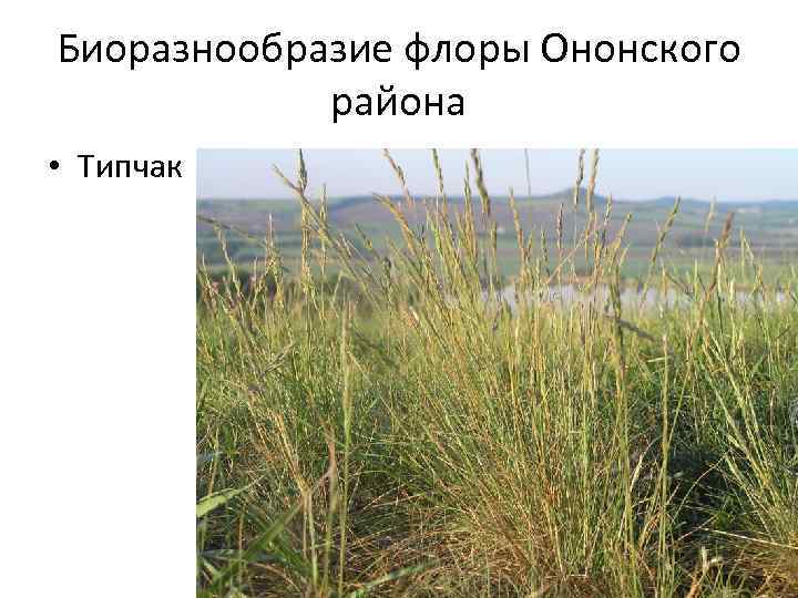 Биоразнообразие флоры Ононского района • Типчак 