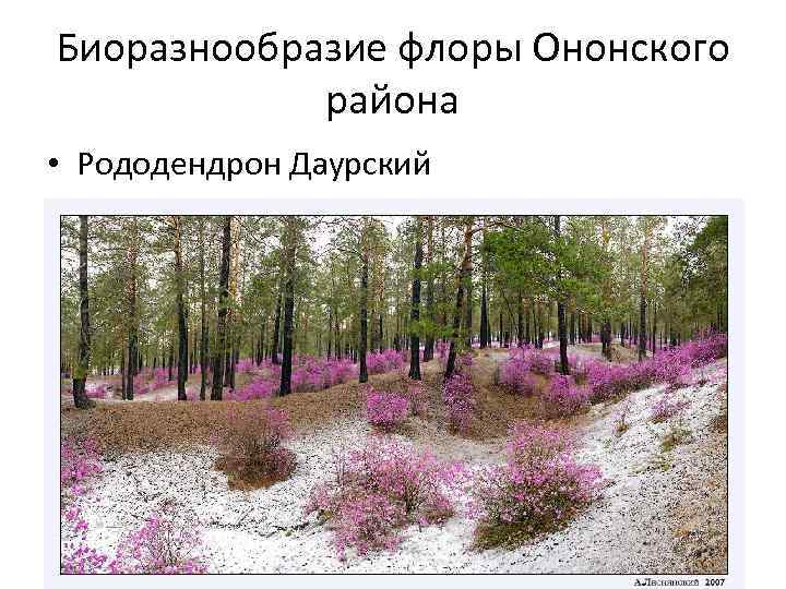 Биоразнообразие флоры Ононского района • Рододендрон Даурский 