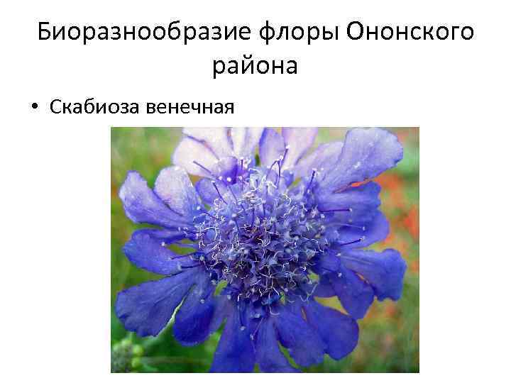 Биоразнообразие флоры Ононского района • Скабиоза венечная 