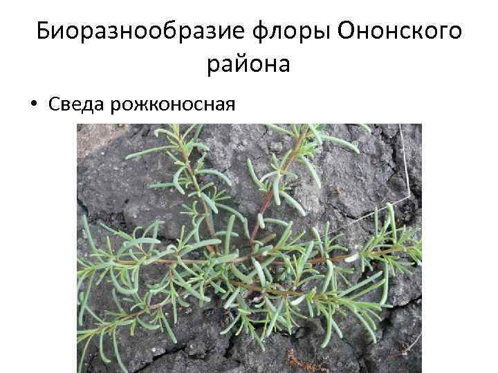 Биоразнообразие флоры Ононского района • Сведа рожконосная 