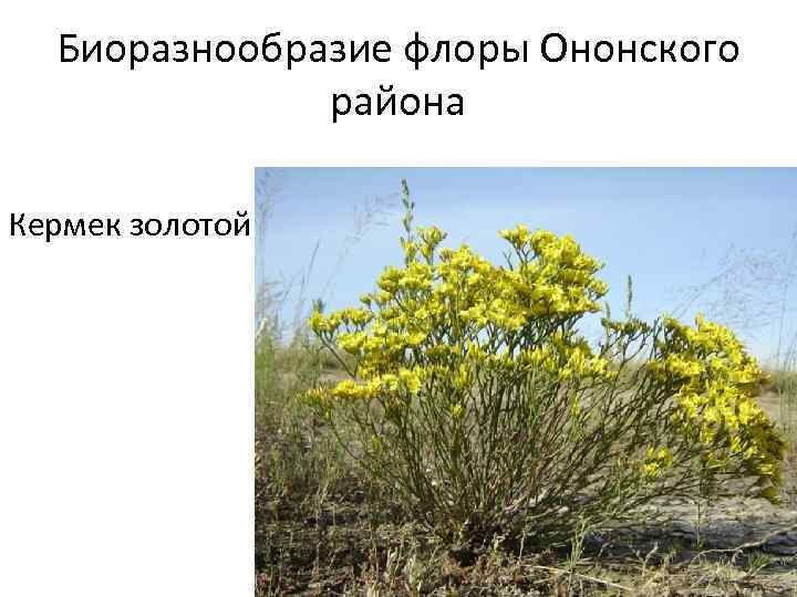Биоразнообразие флоры Ононского района Кермек золотой 