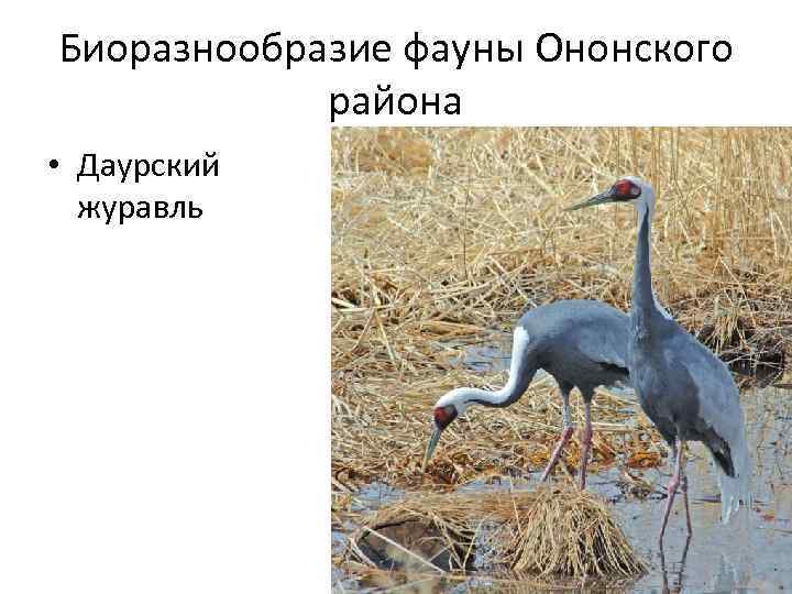 Биоразнообразие фауны Ононского района • Даурский журавль 