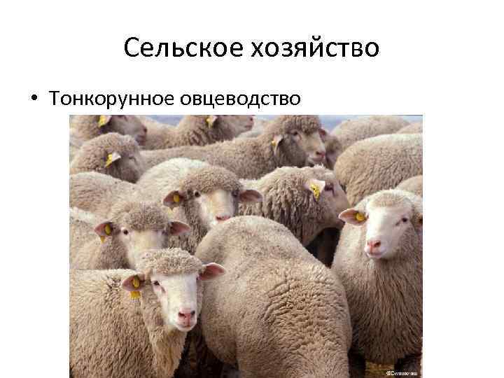 Сельское хозяйство • Тонкорунное овцеводство 
