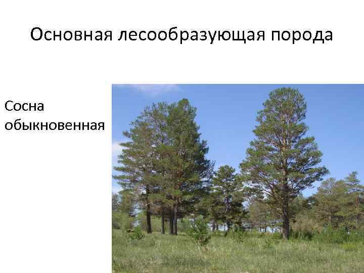 Основные лесообразующие породы. Основная лесообразующая порода России. Лесообразующие породы широколиственных лесов. Типообразующая порода.
