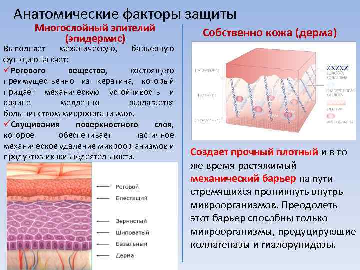 Анатомическими факторами